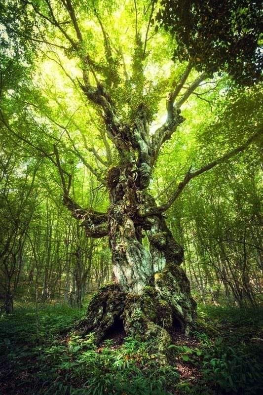 Posvätný strom