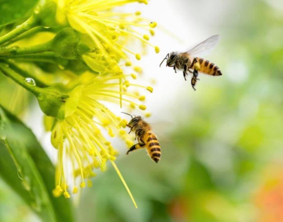Včely a muchy